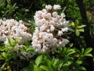 PICTURES/South Carolina Waterfalls/t_Mountain Laurel2.jpg